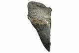 Partial Megalodon Tooth - Serrated Blade #248432-1